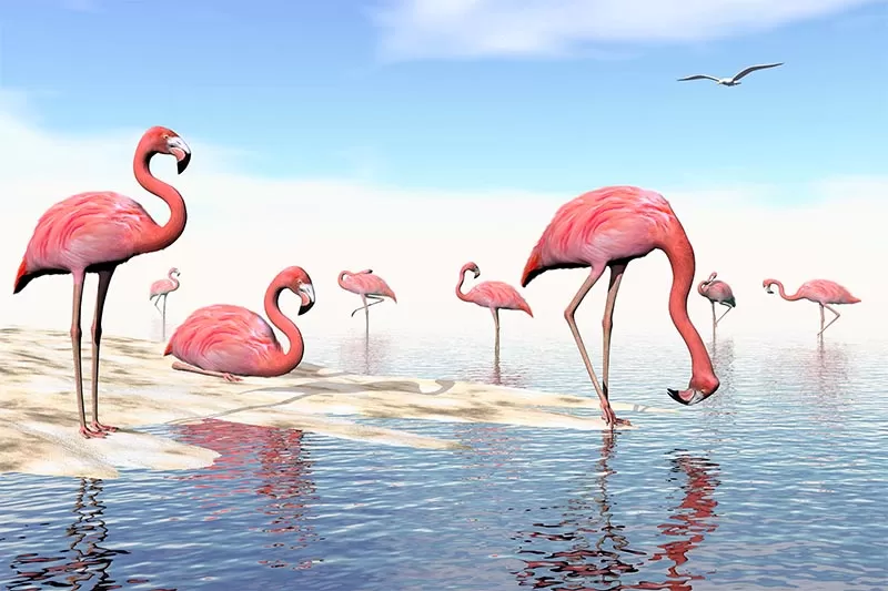 Su Üzerinde Pembe Flamingolar